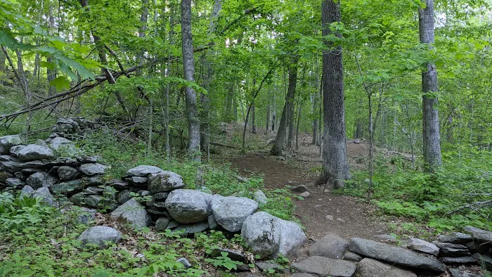 Wilton Town Forest Picture 1