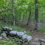 Wilton Town Forest