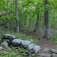 Wilton Town Forest ico