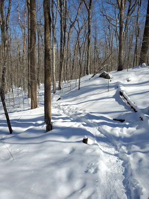 Wilton Town Forest Picture 5