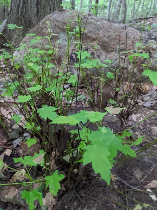 Wilton Town Forest Picture 2