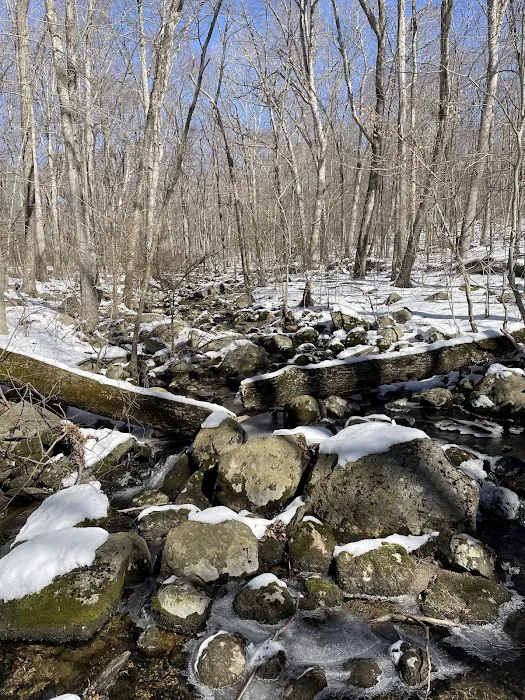 Wilton Town Forest Picture 9