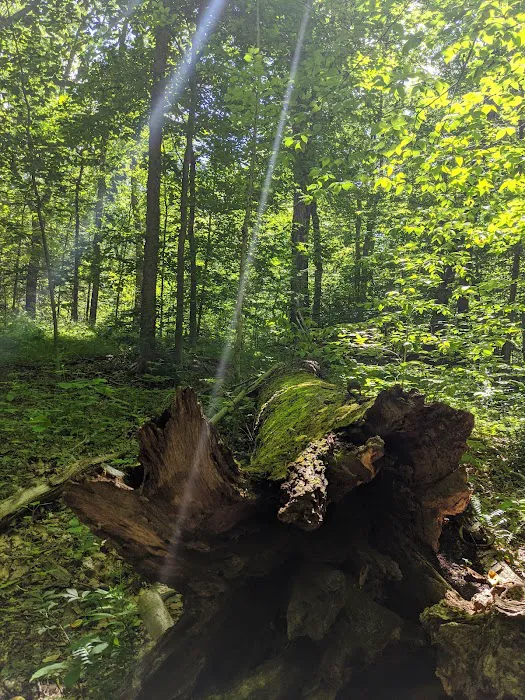 Wilton Town Forest Picture 4