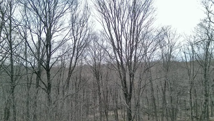 Wilton Town Forest Picture 10