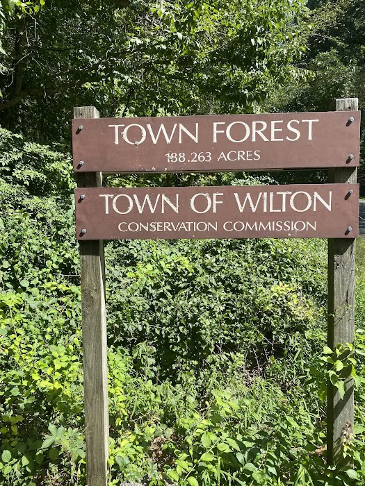 Wilton Town Forest Picture 8