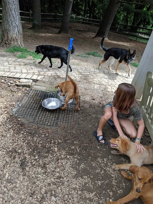 Bark Park Dog Park Picture 1