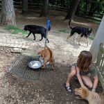 Bark Park Dog Park