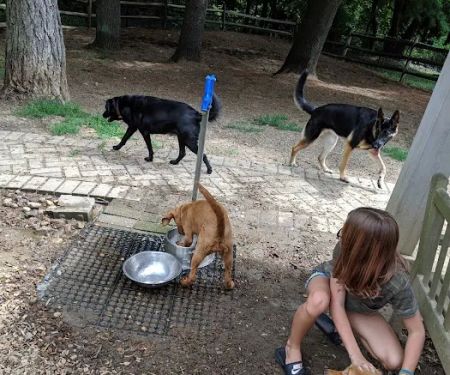 Bark Park Dog Park