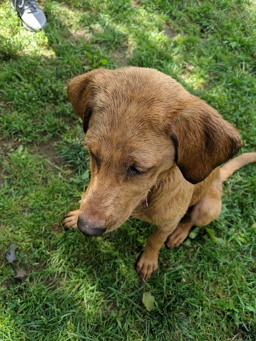 Bark Park Dog Park Picture 4