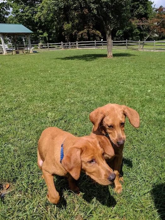 Bark Park Dog Park Picture 2