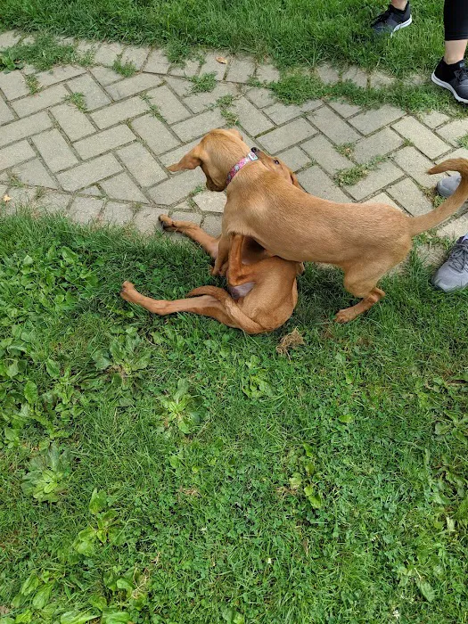 Bark Park Dog Park Picture 6