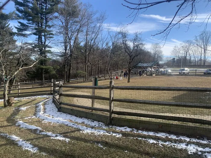 Bark Park Dog Park Picture 8
