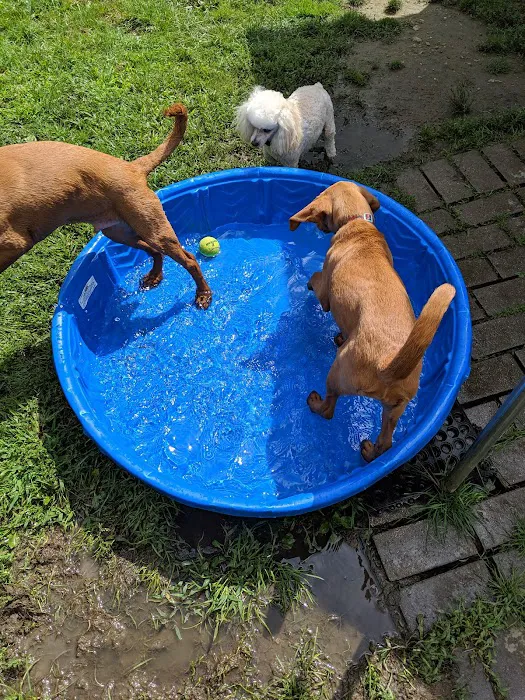 Bark Park Dog Park Picture 3