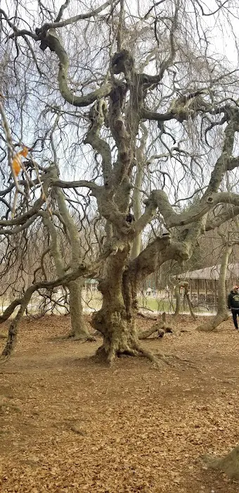 Cranbury dog park Picture 1