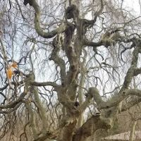 Cranbury dog park ico