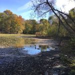 Woods Pond Park