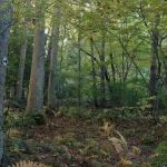 Stonebridge Waterfowl Preserve