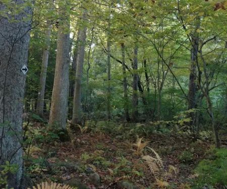 Stonebridge Waterfowl Preserve