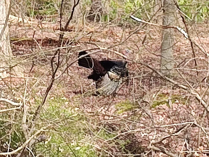 Partrick Wetlands Picture 10