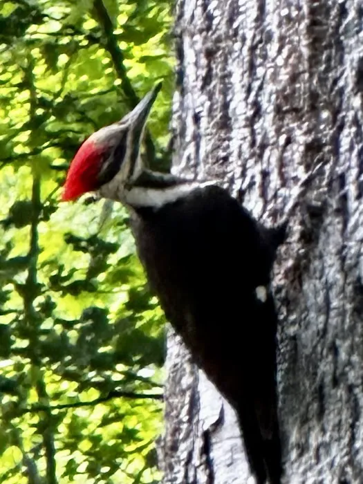 Woodland Pond Picture 5