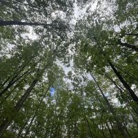 Ruth Walgreen Franklin & Winifred Fels Memorial Sanctuary ico