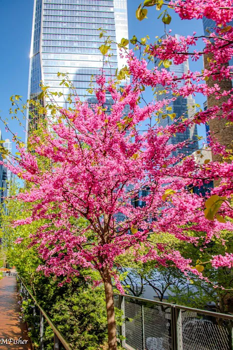 High Line – Moynihan Connector Picture 10
