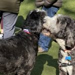 Jemmy's Dog Run