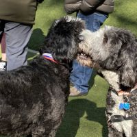 Jemmy's Dog Run ico