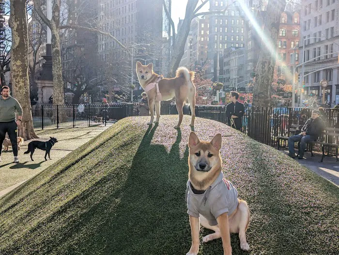Jemmy's Dog Run Picture 2