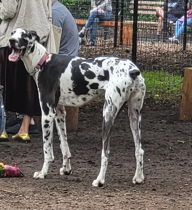 Jemmy's Dog Run Picture 3