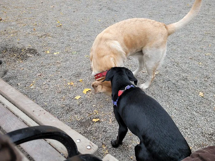 Jemmy's Dog Run Picture 10