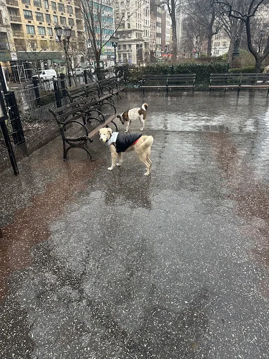 Union Square Dog Run Picture 3