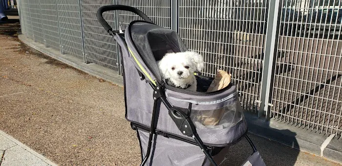 Parks Dog Run Picture 6