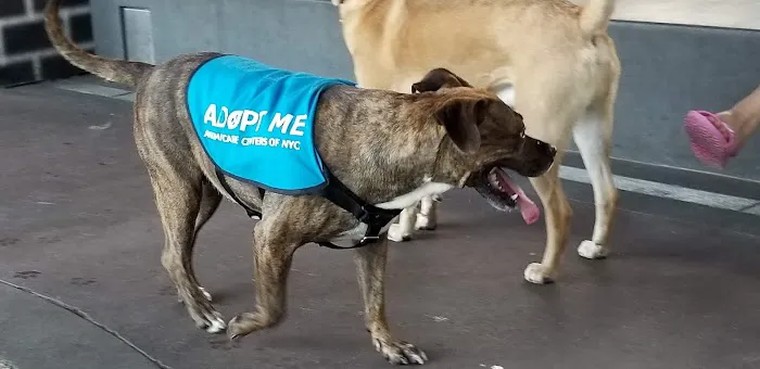 Parks Dog Run Picture 2