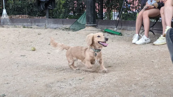 Robin Kovary Dog Run for Small Dogs Picture 8