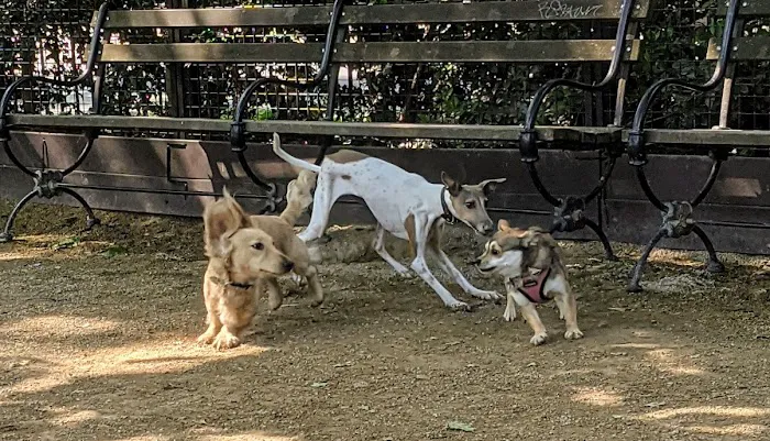 Robin Kovary Dog Run for Small Dogs Picture 1