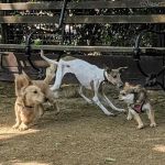 Robin Kovary Dog Run for Small Dogs