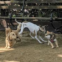 Robin Kovary Dog Run for Small Dogs ico