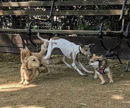 Robin Kovary Dog Run for Small Dogs