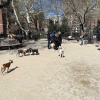 Washington Square Park Dog Run ico