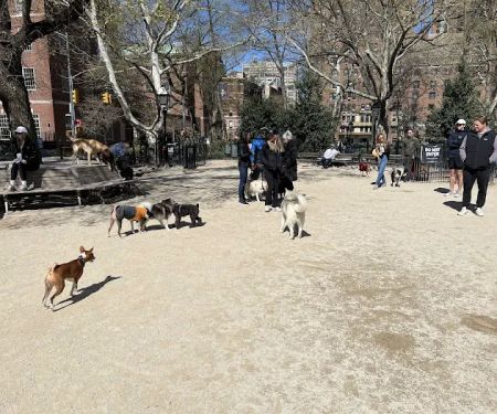 Washington Square Park Dog Run