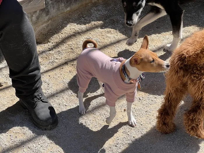Washington Square Park Dog Run Picture 6