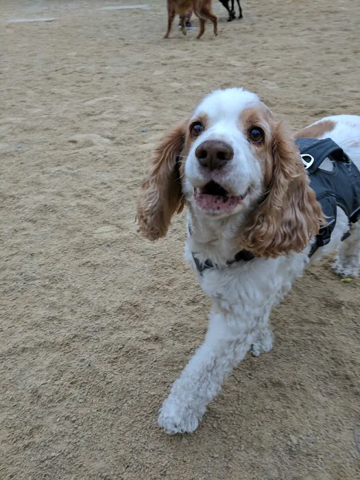 Washington Square Park Dog Run Picture 2