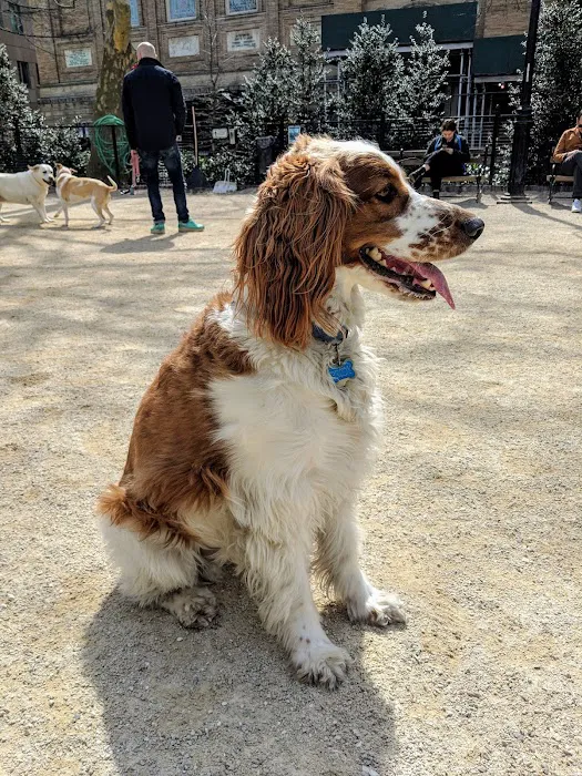 Washington Square Park Dog Run Picture 4