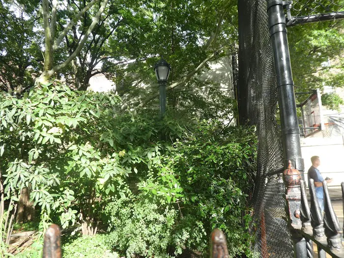 Golden Swan Garden Picture 8