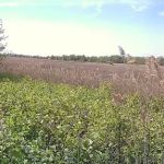 New Springville Greenway