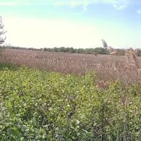 New Springville Greenway ico