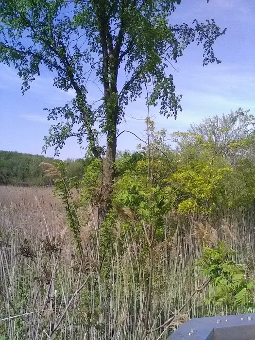 New Springville Greenway Picture 5