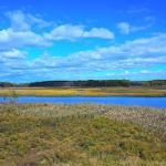 Freshkills Park