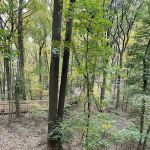 Saint Francis woodlands